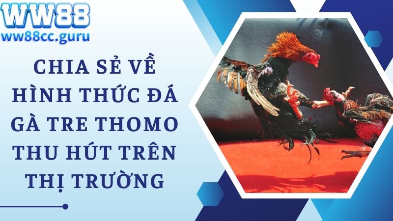 Chia sẻ về hình thức đá gà tre Thomo thu hút trên thị trường