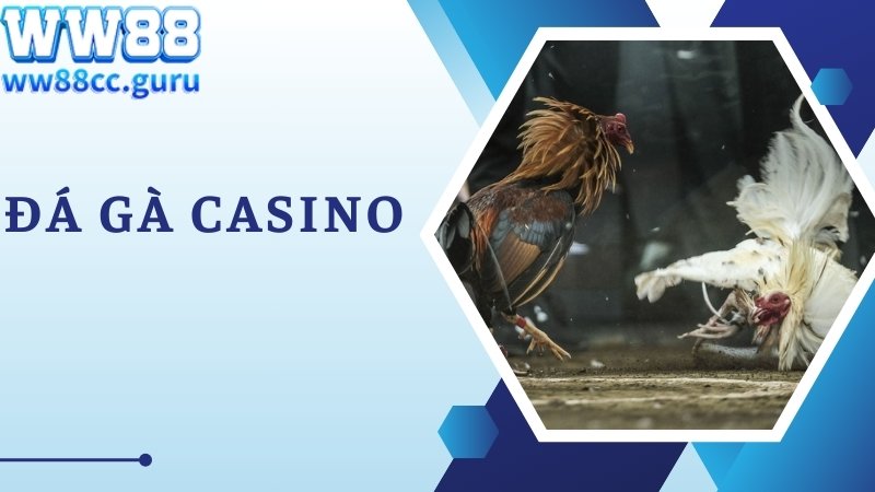 Lưu ý bạn cần biết khi cược đá gà Casino cùng nhà cái