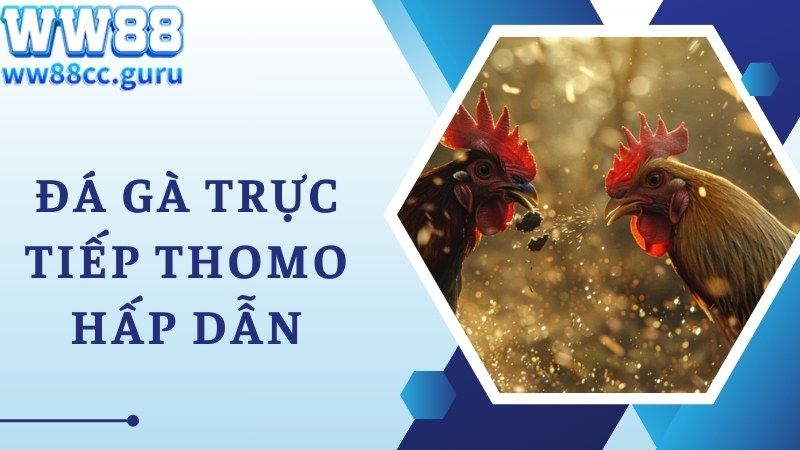 Chia sẻ thông tin về dịch vụ đá gà trực tiếp Thomo siêu hot