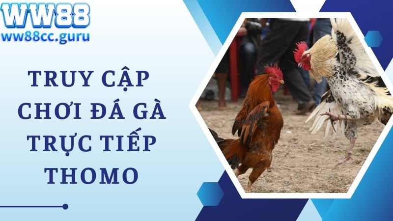 Truy cập xem đá gà trực tiếp Thomo mọi lúc cùng WW88